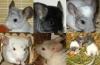 Chinchilla Jungtiere: Silberschecke,  Hetero Ebony,  Apricot,  Beige,  Standard - NÜ