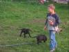 Deutsche Doggen Welpen in Harlekin,  schwarz,  Grautiger