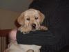 blonder Labrador- Rüde