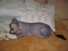 Chinese Crested Mix