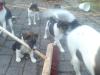 verspielte,  aktive foxterrierwelpen