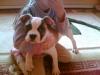 amerikan bulldog welpen zu verkaufen 350€u v.h.b.