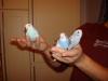 Nestjunge Handzahme Wellensittiche in Bremen