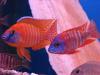 Aquaristikzubehör und Buntbarschezucht!
