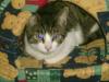 verschiedene katzen groß und klein