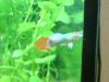 Dringent Guppies abzugeben !!