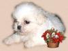 shih tzu---shih tzu---shihtzu