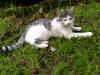 Weiß-Graue Katze in Chemnitz,  Siegmar entlaufen