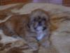 Shih - Tzu /   Pekinese zu verkaufen