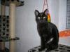 Samira,  das ist keine normale Katze…