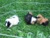 3 Rosetten Meerschweinchen abzugeben