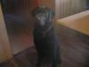 Labrador Rüde m. Papiere zu verkaufen
