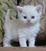 Selkirk Rex Katzen und Kitten