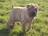 shar-pei