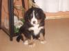 Berner Sennen Welpen suchen neues liebevolles zu Hause