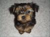 Yorkshire Terrier Welpen