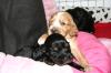 COCKER SPANIEL WELPEN