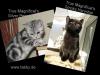 BKH Silber-Minitiger und Minipanther abzugeben