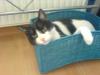 Schwarz-weißer Kater in Lauffen/  Neckar verschwunden