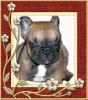 französische bulldoggen welpen 8 wochen alt