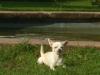 chihuahua weibchen zum decken verzweifelt gesucht!!!