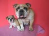WURFPLANUNG -ENGLISCHE BULLDOGGE-