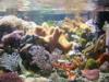Meerwasser,  Aquarieneinrichtungen, Clownfische Nachzucht