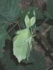 Phyllium siccifolium,  Wandelndes Blatt eier