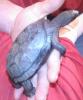 chinesische dreikielschildkröte