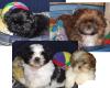 shih-tzu-welpen