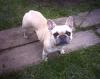 FRENCH BULLDOG HÜNDIN,  FAWN,  4 JAHRE,  TOP FIT ABZUGEBEN!