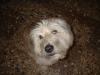 Suche dringend liebevolles Zuhause