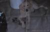 Labradormischling sucht neues zu Hause