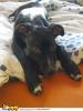 Staffordshire-Welpe sucht neues Zuhause