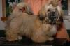 Shih-Tzu Hündin vermisst