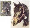 Portraits von Pferden,  anderen Tieren u. Personen