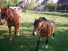 Fuchs-Stute Stckm. 1,  48 m und Pony- Wallach 1,  10 m
