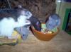 Rattenbabys