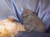 süße BKH Kitten