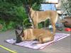 Belgische Schäferhundinen,  Malinois 2 Jahre alt