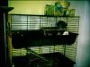 Chinchillas mit Käfig