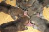 Lobo pro - Artgerechtes Hundefutter aus Frischfleisch