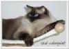 Colourpoint Deckkater gesucht