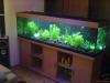 Aquarium 560L mit Bucheunterschrank,  Pumpe u Heizung