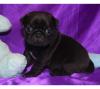 mops welpen