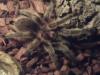 Vogelspinne sucht neues zuhause/ Grammostala Rosea