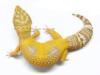 Leopardgecko US importe