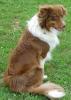 Australian Shepherd /  Aussie Deckrüde
