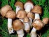 Agaricus Heil-Vitalpilze Multinova
