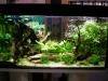 Aquarium 200l  incl sämtl. Zubehör + Fische ,  viele erneuerte Teile